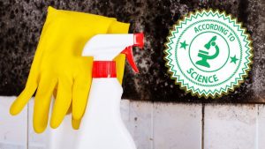 Get Rid Of Musty Smell In Home Instantly