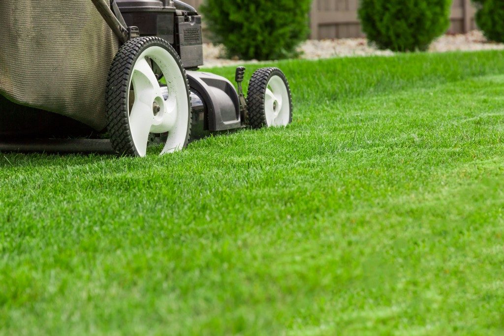 Easy Ways to Maintain a Healthy Lawn