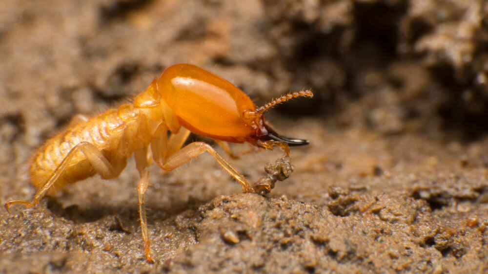 Unheard Facts Regarding Bug Control