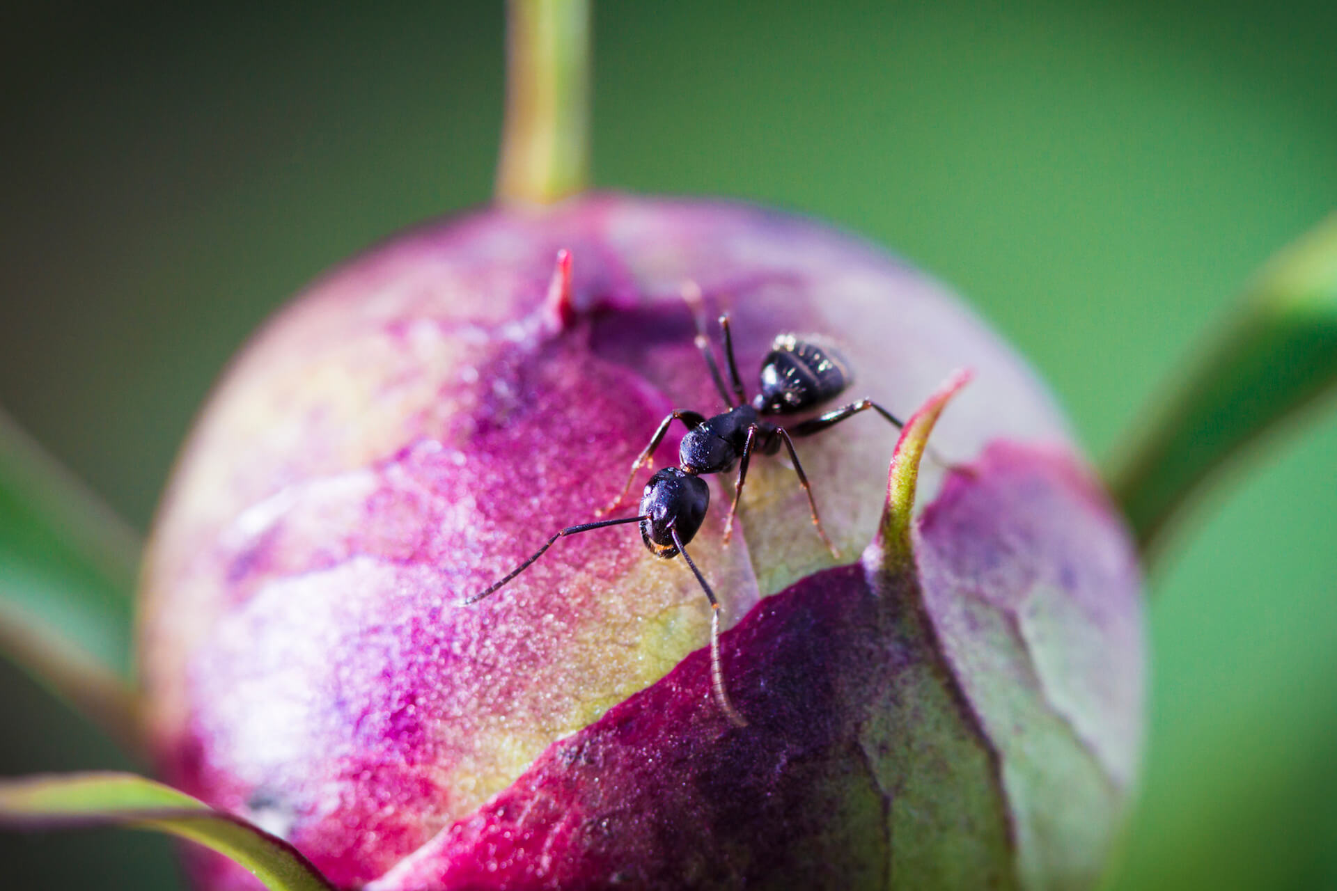 Worried about black garden ants? Here’s an overview