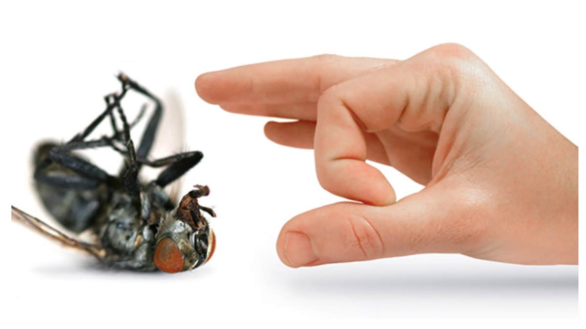 Bed Bugs 101: The information you need to know