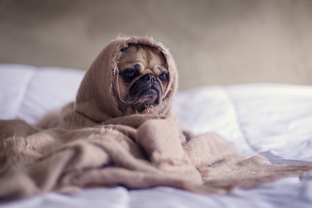 Are Pest Control Services A Threat To Your Pets?